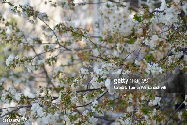 cherry blossom  - wide shot - tamar of georgia fotografías e imágenes de stock