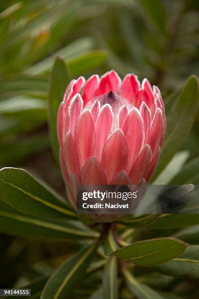 close-up of protea flower - protea stock pictures, royalty-free photos & images