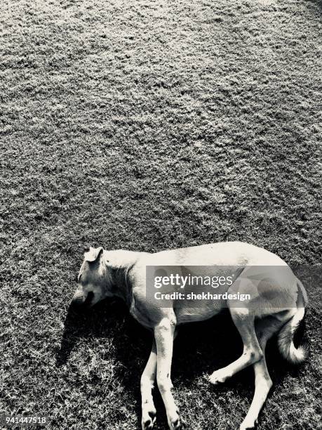 sleeping in the lawn - affe bildbanksfoton och bilder