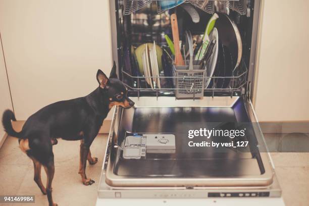 a cute black puppy inspecting a loaded dishwasher - dog washing machine stock pictures, royalty-free photos & images