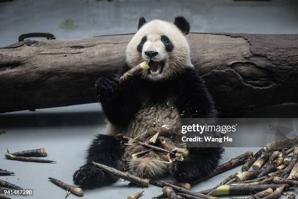 Young panda eats bamboo shoots at the Chengdu Giant Panda Breeding Research Base on April 3, 2018 in Chengdu, Sichuan Province, China. First built in...