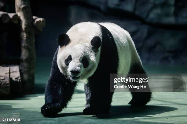 Panda named YaZai, 11 years old, looks on at Chengdu Giant Panda Breeding Research Base on April 3, 2018 in Chengdu, Sichuan Province, China. First...