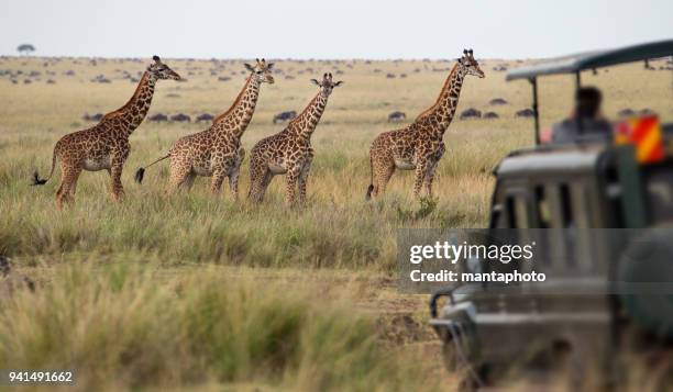 giraffes herde in savanne - safari stock-fotos und bilder