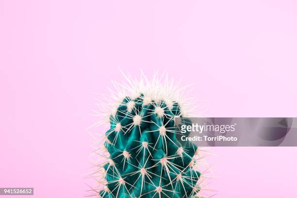 green cactus on pastel pink background. pop art minimalist design - un singolo oggetto foto e immagini stock