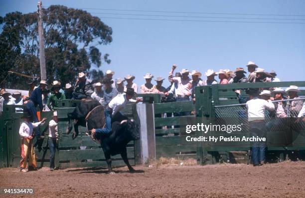 92 California Rodeo Salinas Stock Photos, High-Res Pictures, and Images ...