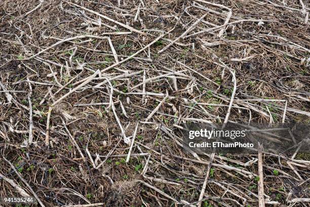 fallow corn field with weed and broken stems - corn root stock pictures, royalty-free photos & images