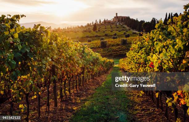 sunset over vineyards in tuscany - azienda vinicola foto e immagini stock