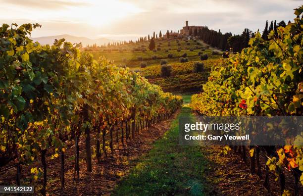 sunset over vineyards in tuscany - wineyard stockfoto's en -beelden