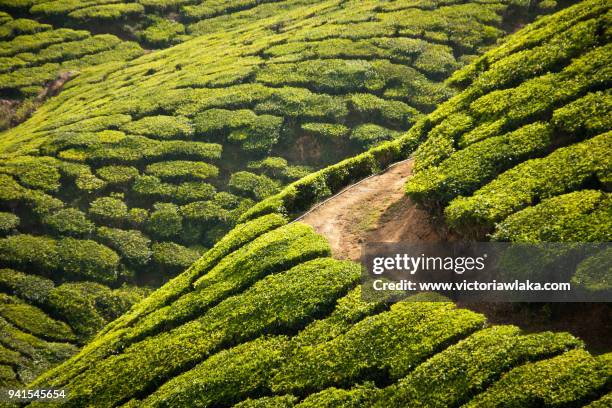 curve on a hill in a tea plantation in munnar - munnar stock-fotos und bilder