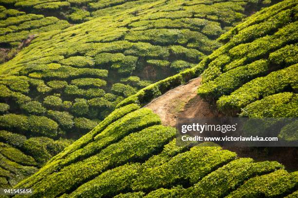 curve on a hill in a tea plantation in munnar - munnar photos et images de collection