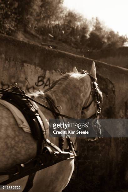 testaccio horse carriage, hill made of broken pottery,rome and surroundings - testaccio roma stock pictures, royalty-free photos & images