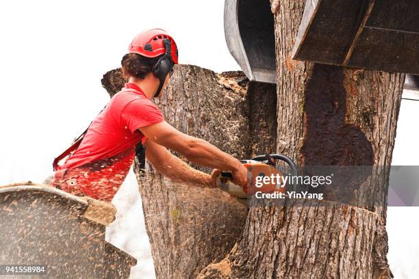 tree trimming arborist working in elevated bucket pruning tree with chainsaw - planta com peste imagens e fotografias de stock