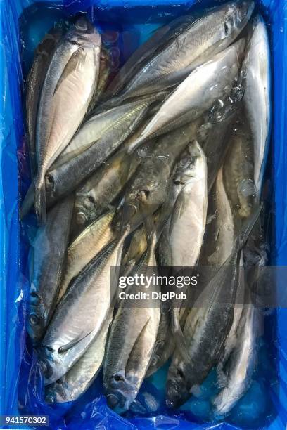 japanese horse mackerel - trachurus trachurus stockfoto's en -beelden