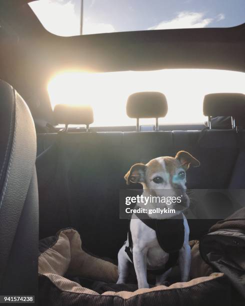 jack russell terrier dog traveling in a car wearing pet travel safety harness - animal harness stock pictures, royalty-free photos & images