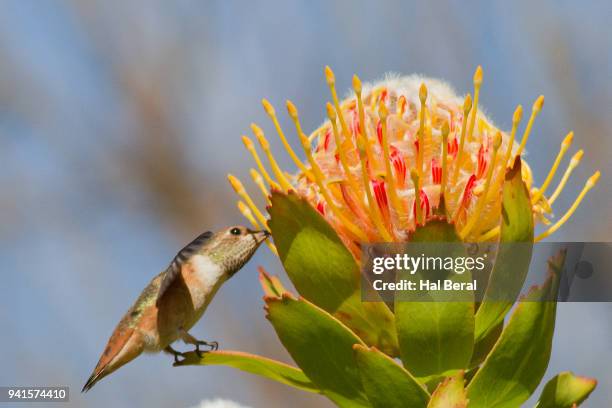 allen's hummingbird stands as it feeds on a protea - protea stock pictures, royalty-free photos & images