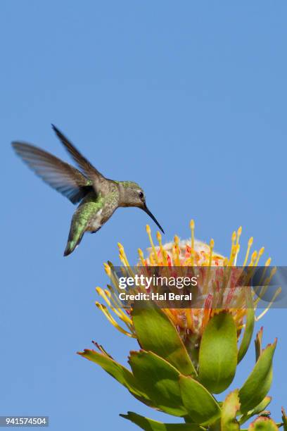 anna's hummingbird flying above a protea - protea stock pictures, royalty-free photos & images