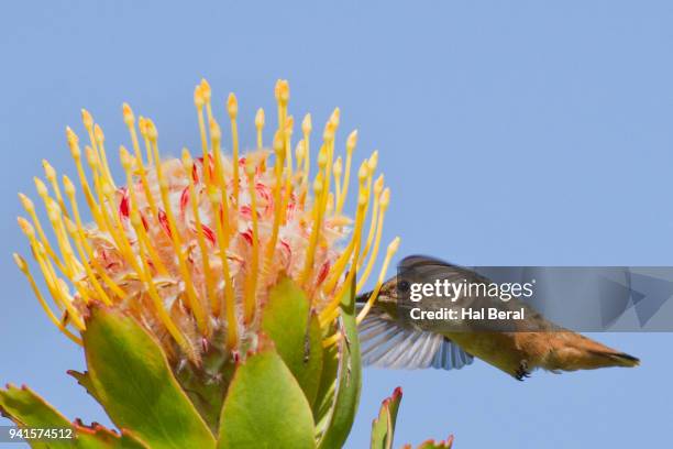 allen's hummingbird feeding on a protea flower - protea stock pictures, royalty-free photos & images