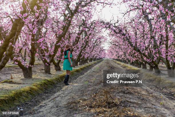 peach blossoms in fresno - fresno county stockfoto's en -beelden