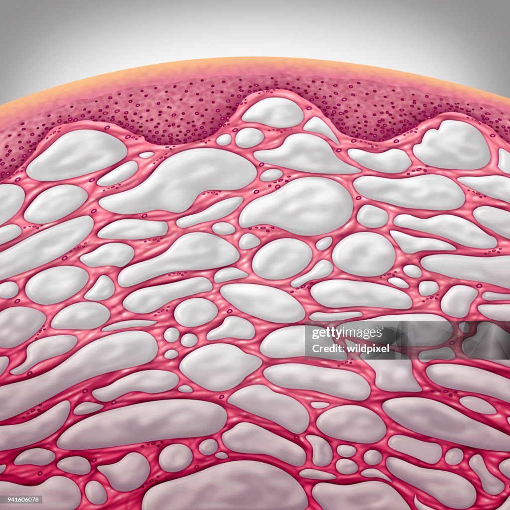 Interillum Interstitium Organ Concept High-Res Stock Photo - Getty Images