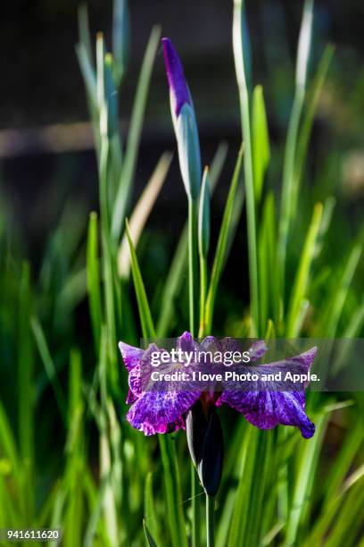 japanese iris - sweet flag or calamus (acorus calamus) stock pictures, royalty-free photos & images