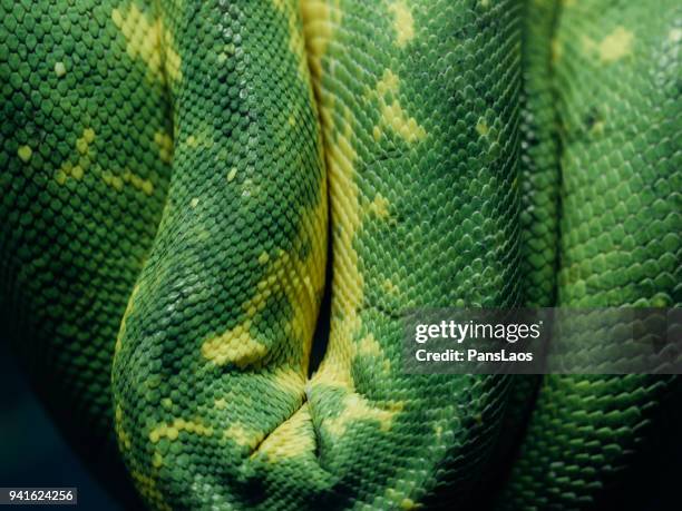 green python skin pattern texture macro - rough scale python fotografías e imágenes de stock