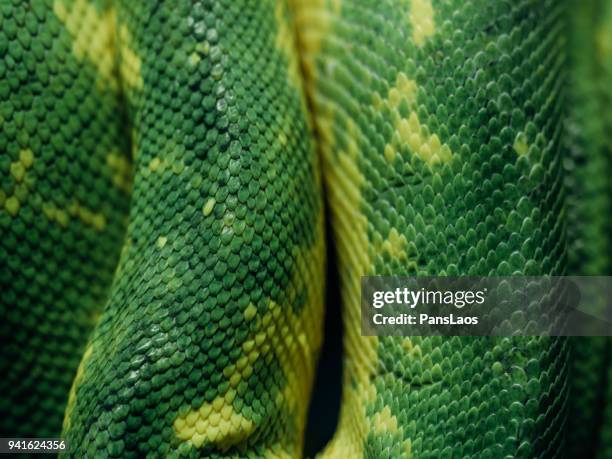 green python skin pattern texture macro - rough scale python fotografías e imágenes de stock