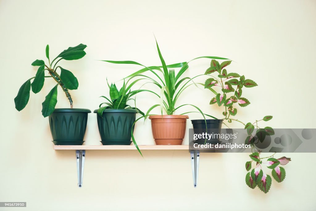 Houseplants