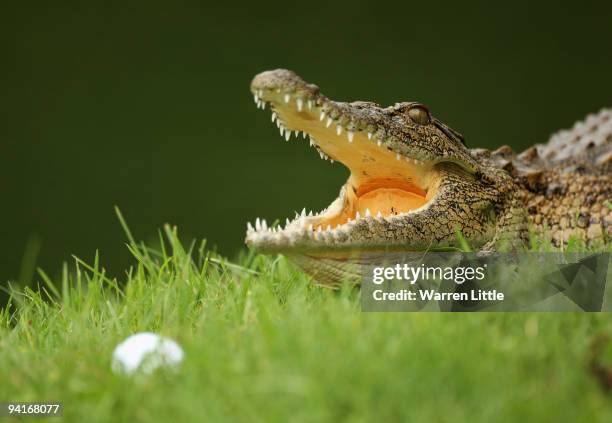 Crocodile lies in wait by the 13th green during practice before the Alfred Dunhill Championship at Leopard Creek Country Club on December 9, 2008 in...