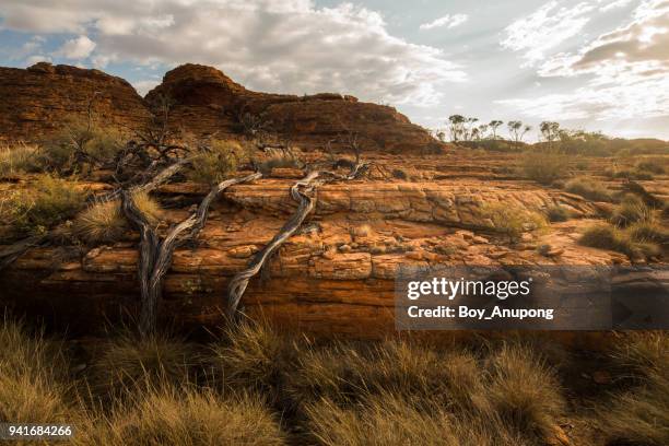 the nature and wilderness in kings canyon, northern territory state of australia. - kings canyon fotografías e imágenes de stock