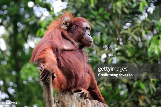 mother and child orangutans - orangutang bildbanksfoton och bilder