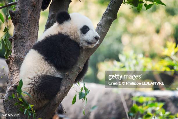 panda cup sleeping in a tree - bear cub stock pictures, royalty-free photos & images