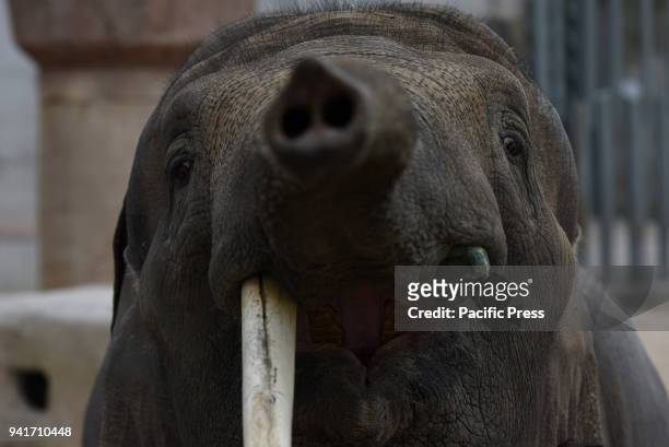 The male Sumatran elephant 'Valentino' pictured waiting for food in his enclosure at Madrid zoo.