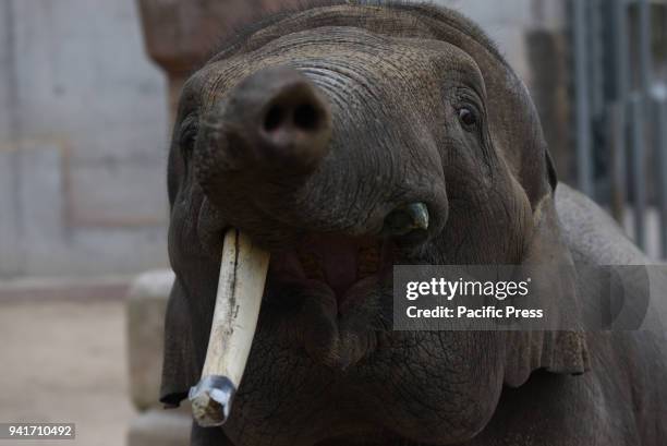 The male Sumatran elephant 'Valentino' pictured waiting for food in his enclosure at Madrid zoo.