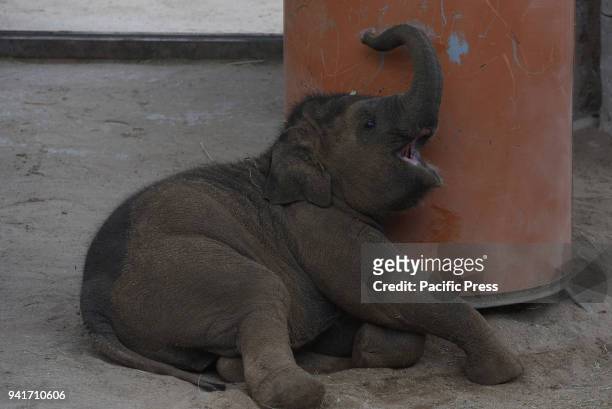 The Sumatran elephant 'Pilar' pictured playing in their enclosure at Madrid zoo.