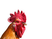 head of red bright rooster on white isolated background