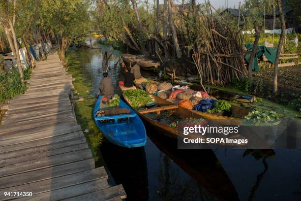Kashmiri men rows their vegetable laden boats early in the morning at the floating vegetable market on Dal Lake at dawn in Srinagar. Elusive boatmen...