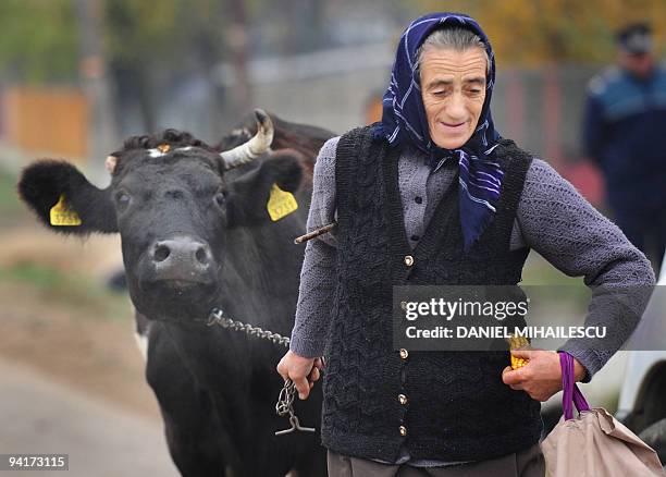 Romanian woman pulls her cow next to a polling station in Sirbesti village, 50 km west from Bucharest, on December 6, 2009. Romanians vote to choose...