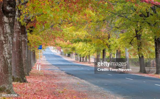 beautiful street with colourful leaves in autumn in macedon range, victoria, australia. - bright victoria australia stock pictures, royalty-free photos & images