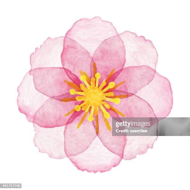 stockillustraties, clipart, cartoons en iconen met aquarel roze bloem - sakura drawing