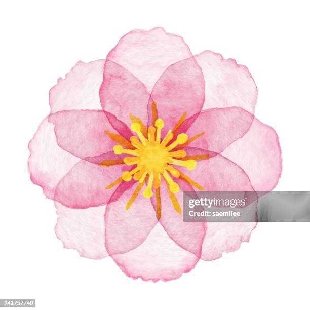 stockillustraties, clipart, cartoons en iconen met aquarel roze bloem - bloemblaadje