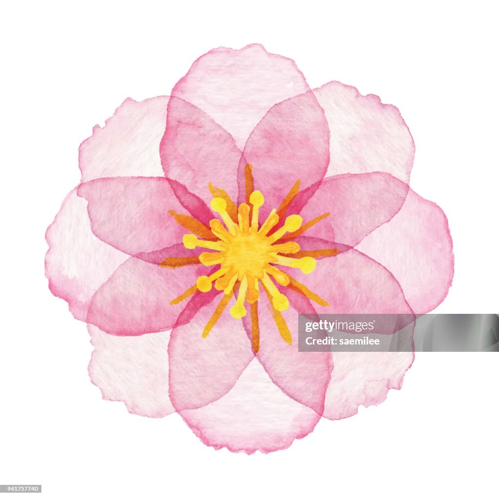 Watercolor Pink Flower