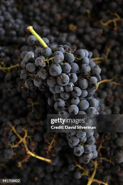 Freshly-picked Tempranillo grapes await hand-sorted for quality as the harvest is processed at Aalto winery on October 11, 2016 in Quintanilla de...