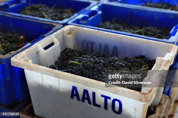 Freshly-picked Tempranillo grapes await hand-sorted for quality as the harvest is processed at Aalto winery on October 11, 2016 in Quintanilla de...