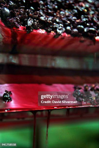 Young Tempranillo wine is drained without being crushed from a fermentation at Aalto winery on October 11, 2016 in Quintanilla de Arriba, Spain....