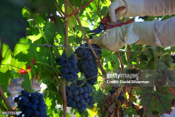 Tempranillo grapes are hand-harvested in 3 Ases winery's vineyards on October 10, 2016 in Quintanilla de Arriba, Spain. Bodega 3 Ases is a boutique...