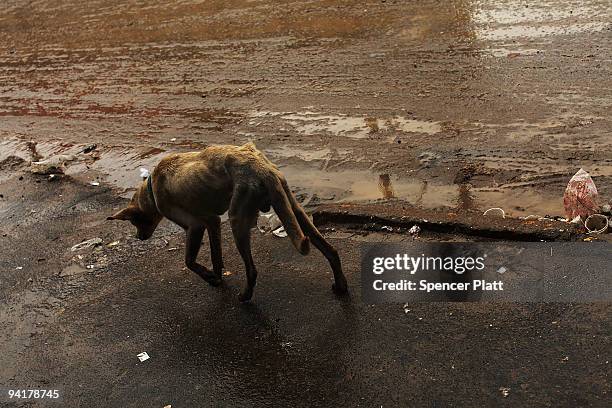 Dog walks through the litter strewn streets of the Jardim Gramacho waste disposal site on December 9, 2009 in Jardim Gramacho, Brazil. Referred to as...