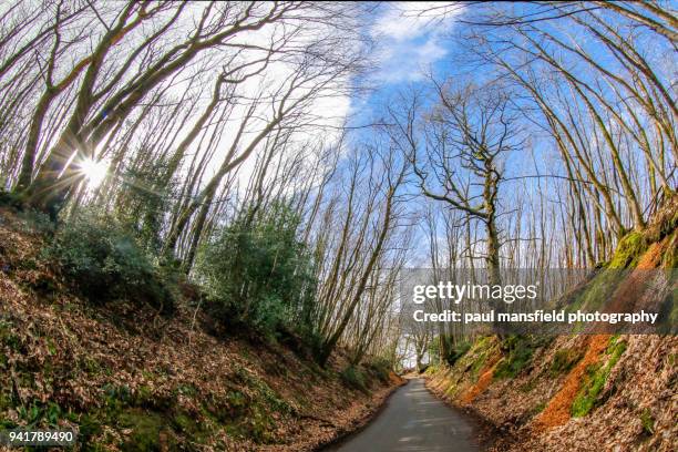 tree lined country lane - midhurst fotografías e imágenes de stock