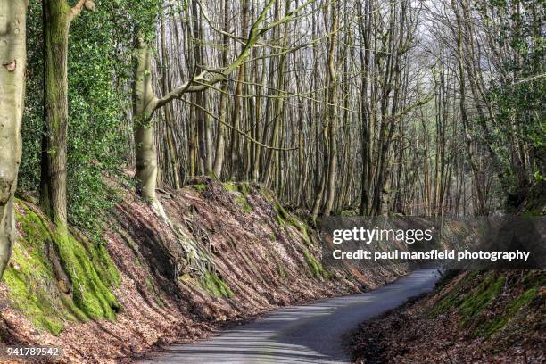 tree lined country lane - midhurst fotografías e imágenes de stock