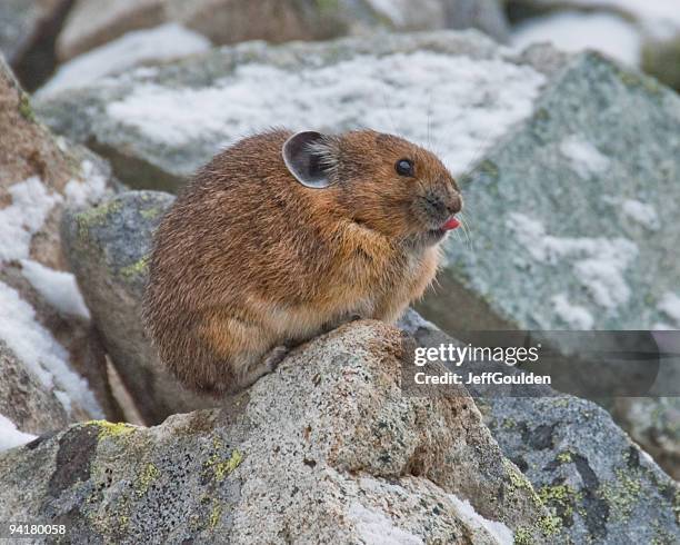 pica com língua saindo - pika - fotografias e filmes do acervo