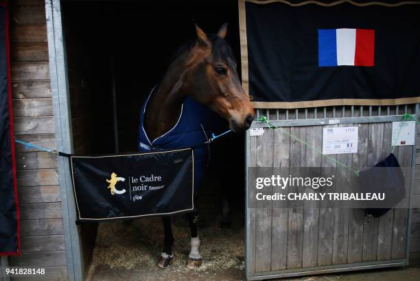 'Vol de Nuit de Breve', a 9-year-old mare, which will be riden by French para-Cavalier Celine Gerny rests in her paddock at the Pole International du...